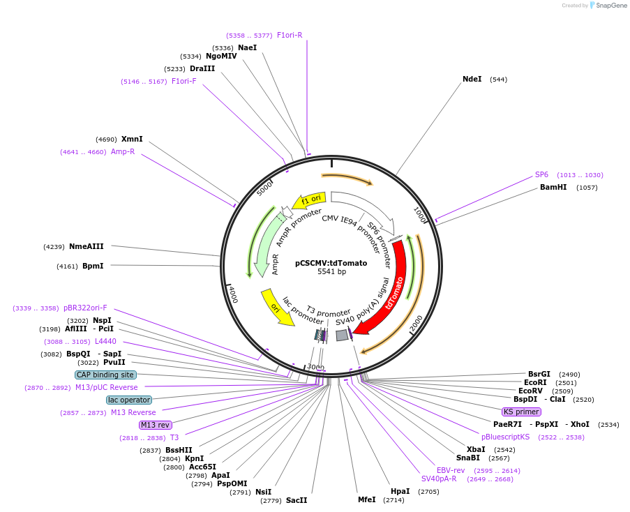30530-plasmid-map-sequence-id-211638