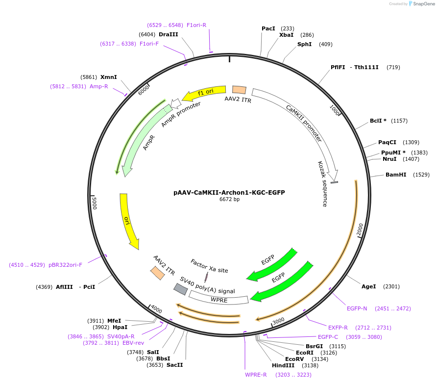 108418-plasmid-map-sequence-id-211639