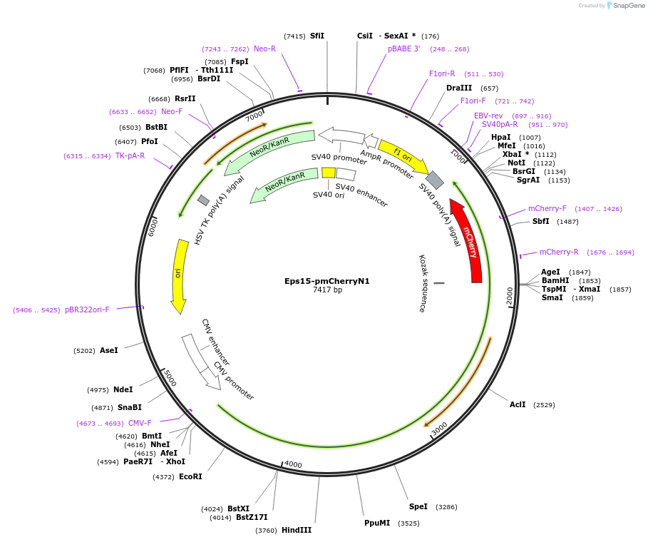27696-plasmid-map-sequence-id-211653