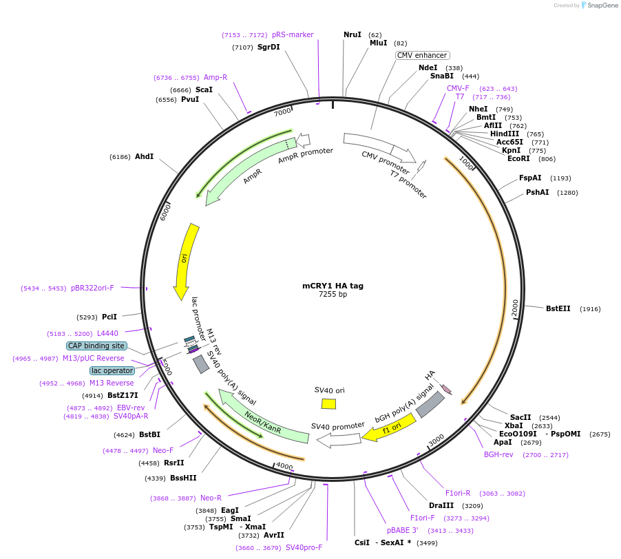 110298-plasmid-map-sequence-id-211669