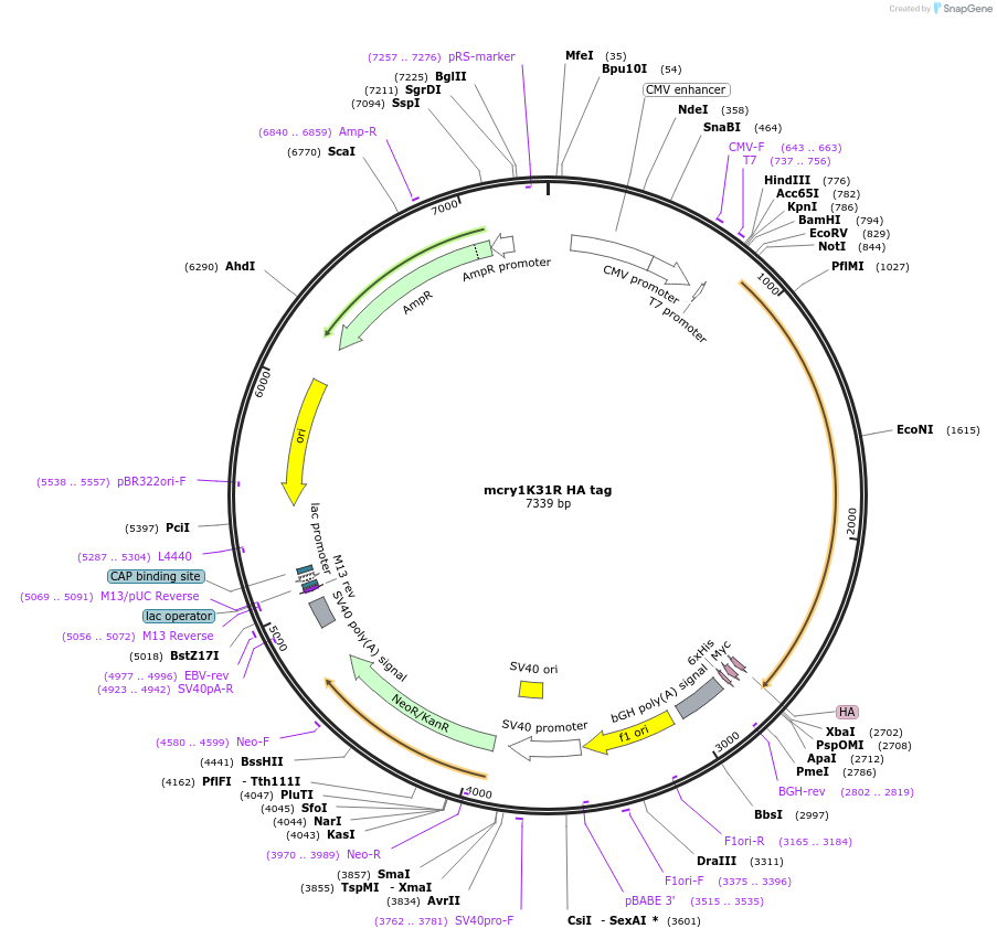 110297-plasmid-map-sequence-id-211671