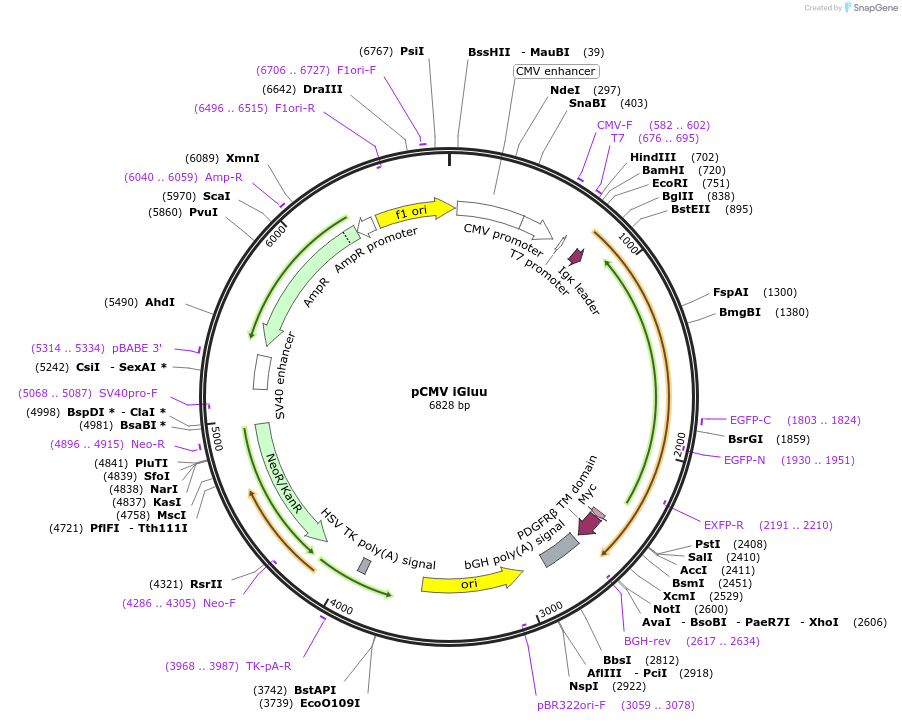 105832-plasmid-map-sequence-id-211677