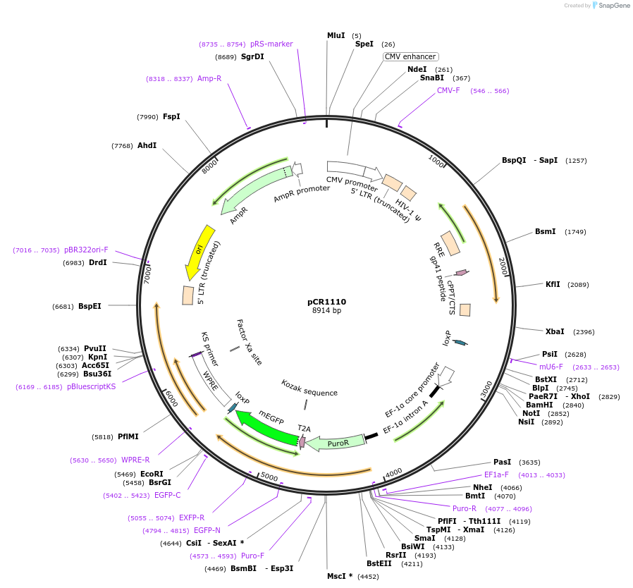 111096-plasmid-map-sequence-id-211680