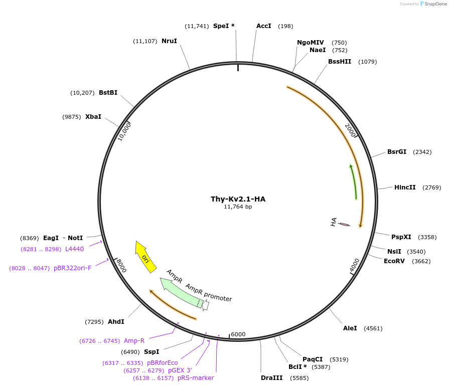 111541-plasmid-map-sequence-id-211681