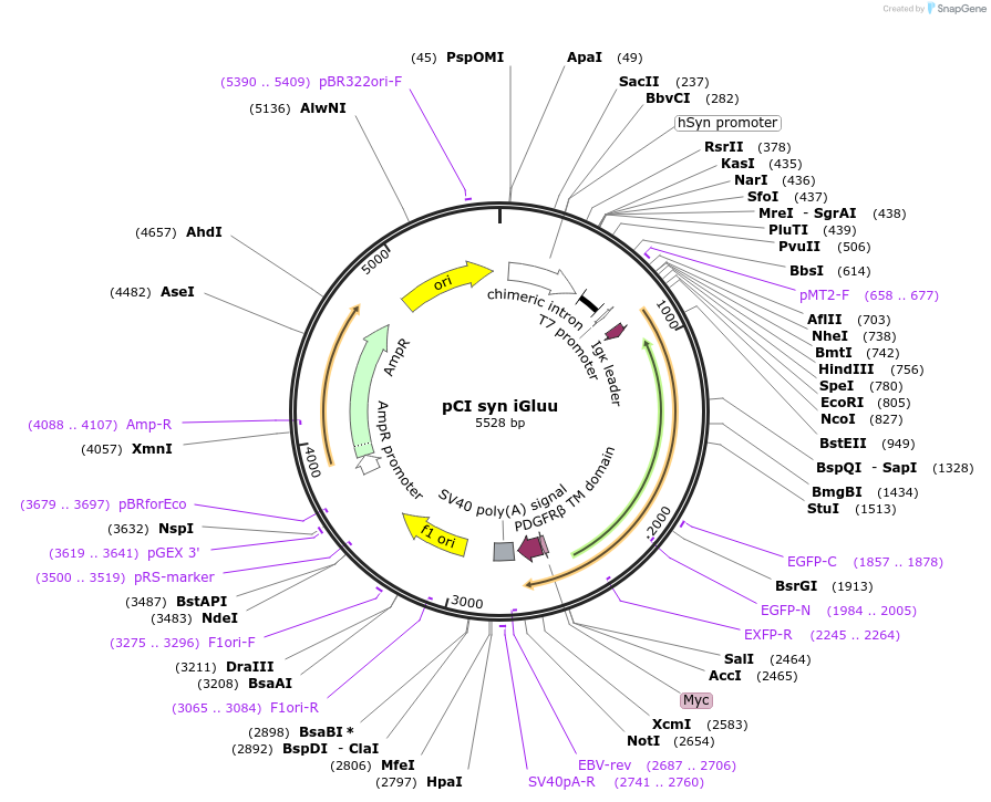 106122-plasmid-map-sequence-id-211683
