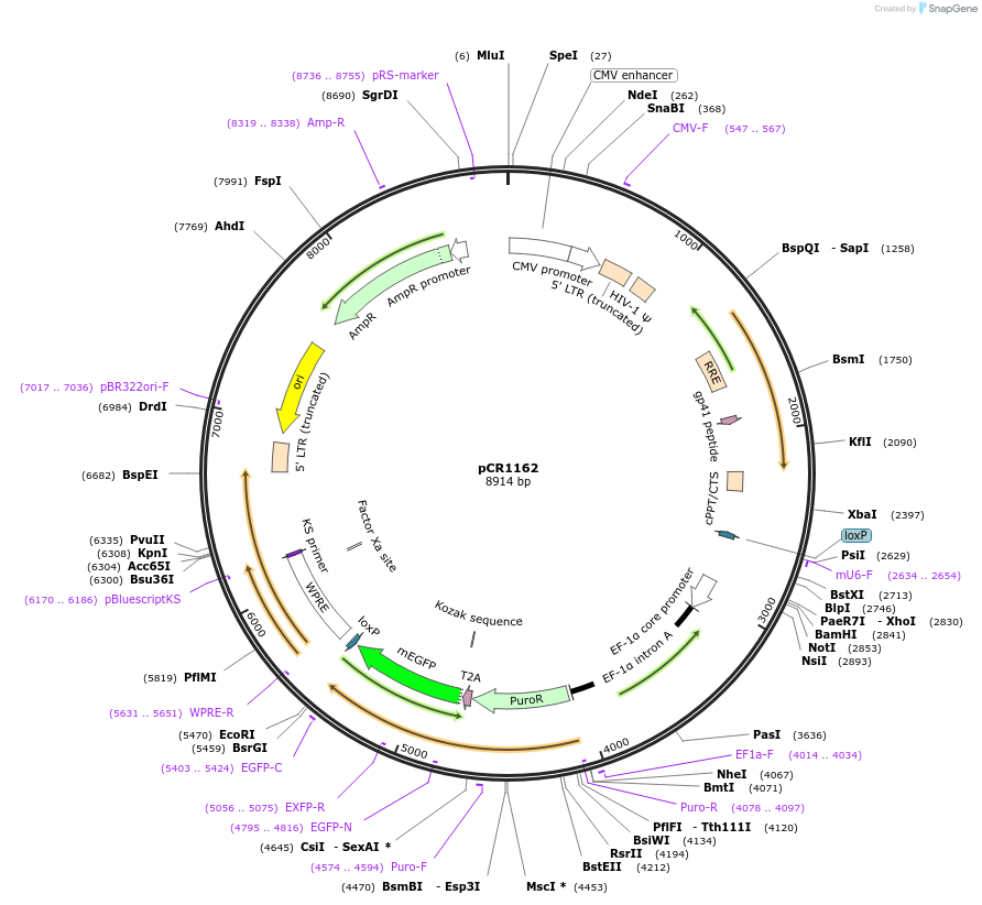111098-plasmid-map-sequence-id-211684