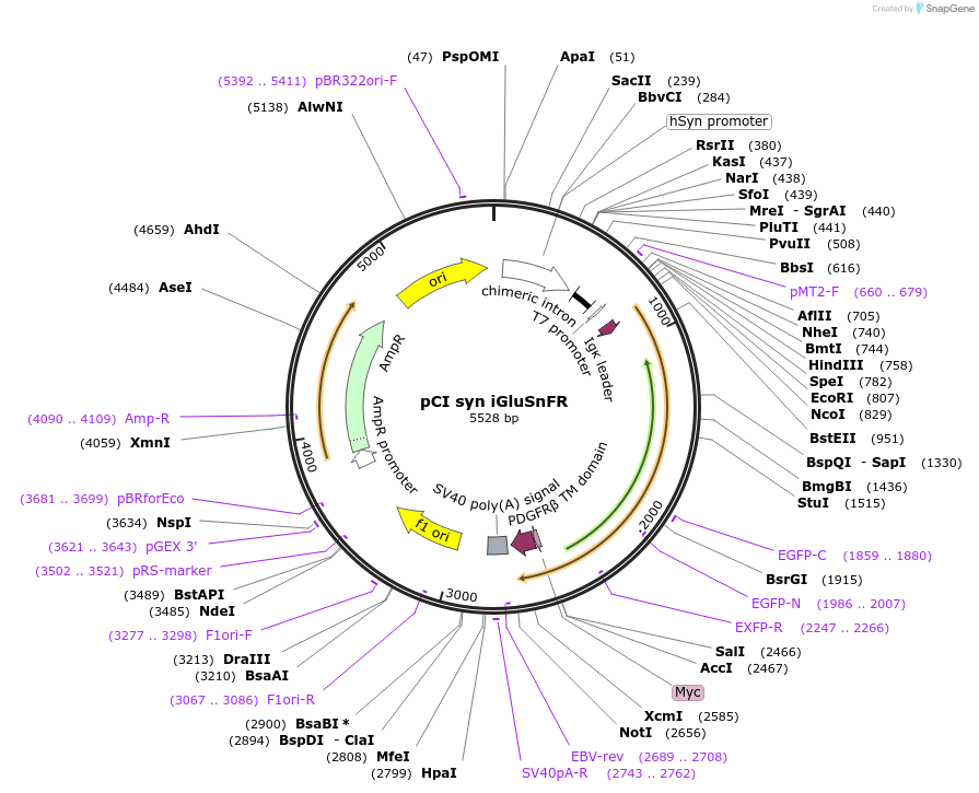 106123-plasmid-map-sequence-id-211882