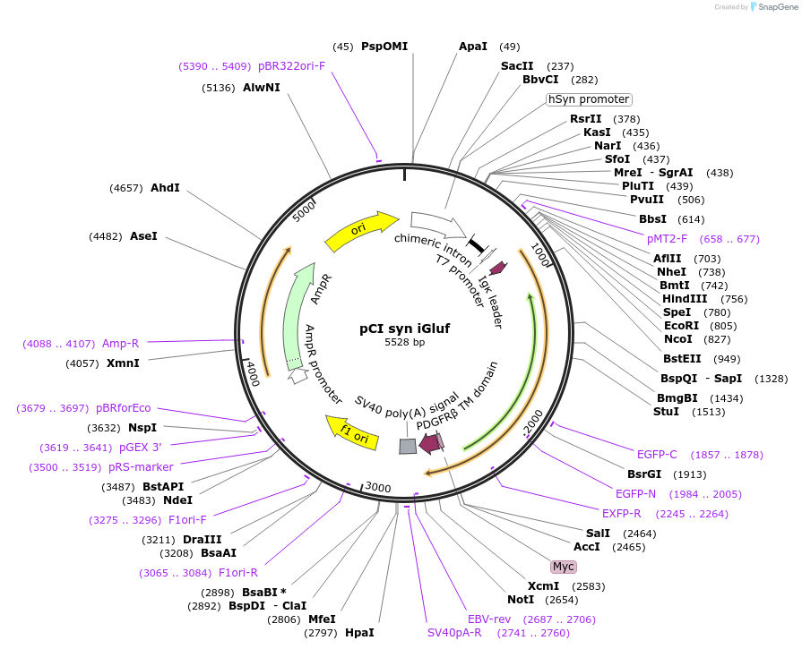 106121-plasmid-map-sequence-id-211889