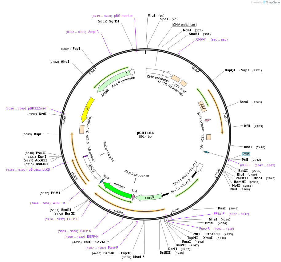 111100-plasmid-map-sequence-id-211891