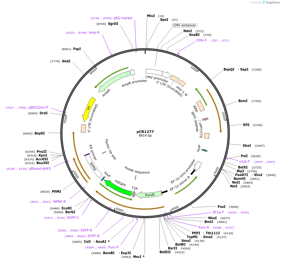 111101-plasmid-map-sequence-id-211892