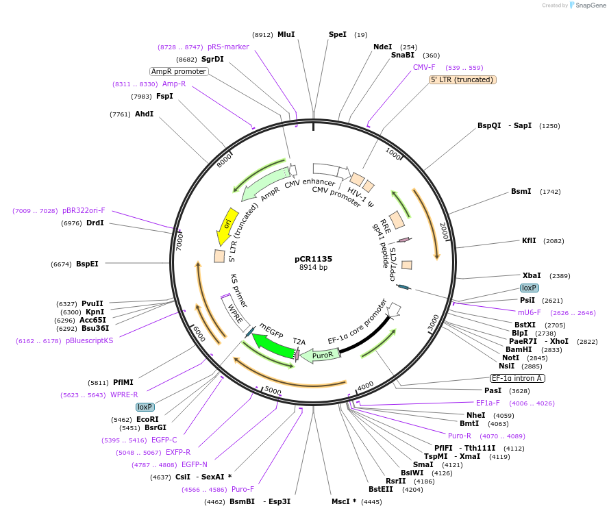 111103-plasmid-map-sequence-id-211894