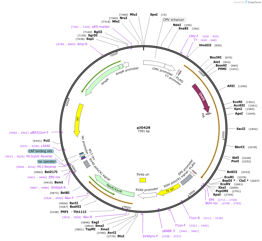 111141-plasmid-map-sequence-id-211896