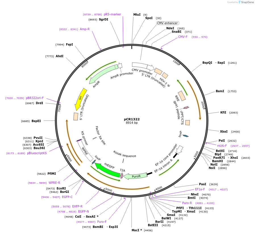 111109-plasmid-map-sequence-id-211901