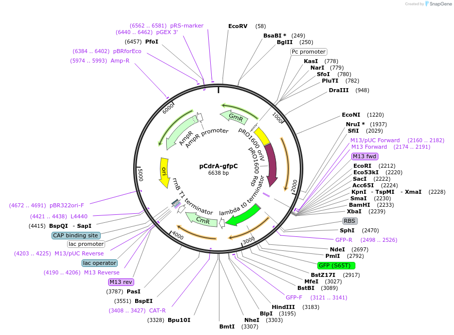111614-plasmid-map-sequence-id-211903