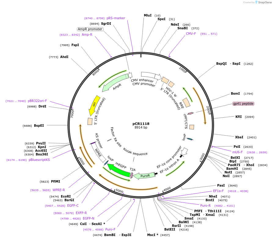 111110-plasmid-map-sequence-id-211904