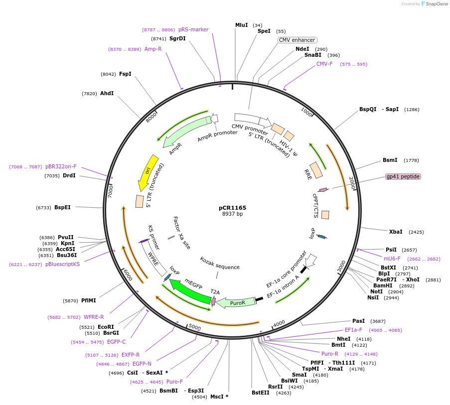 111111-plasmid-map-sequence-id-211906