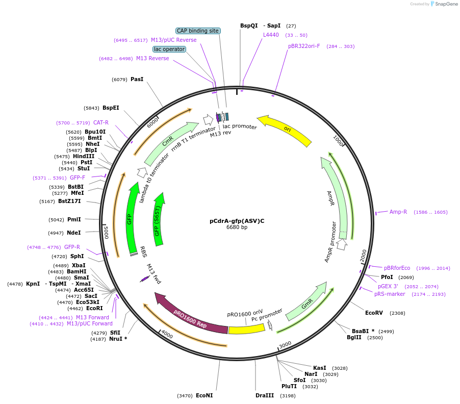 111615-plasmid-map-sequence-id-211907