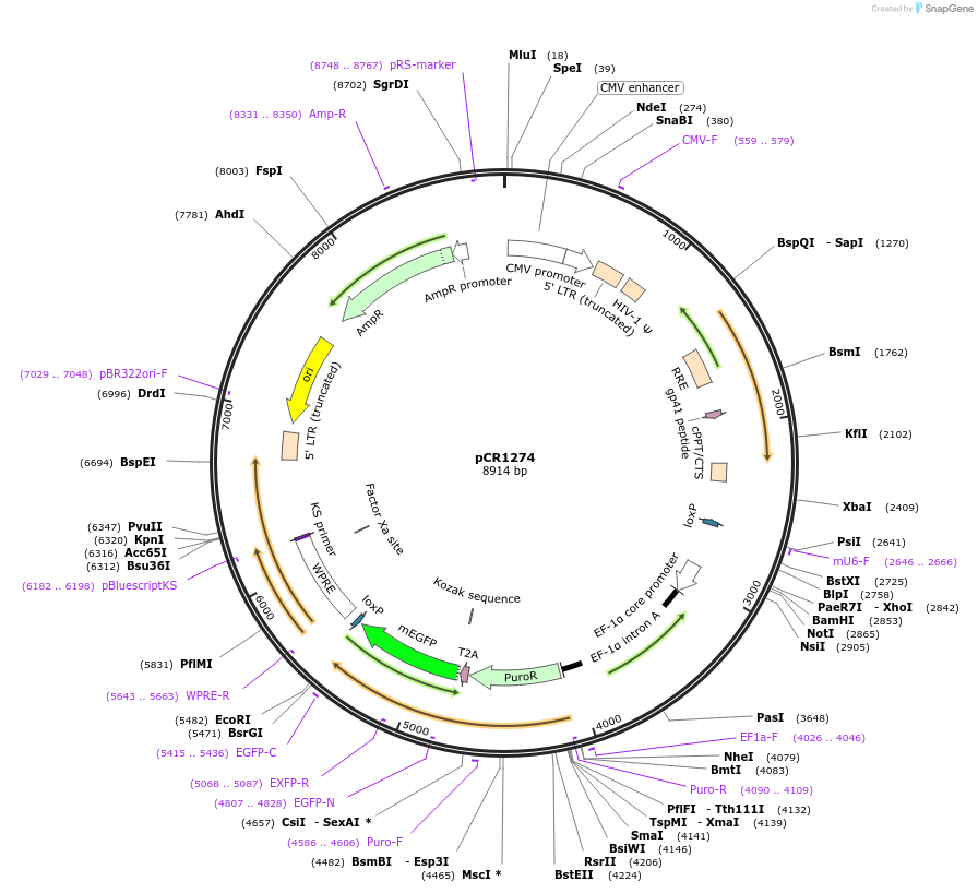 111113-plasmid-map-sequence-id-211909