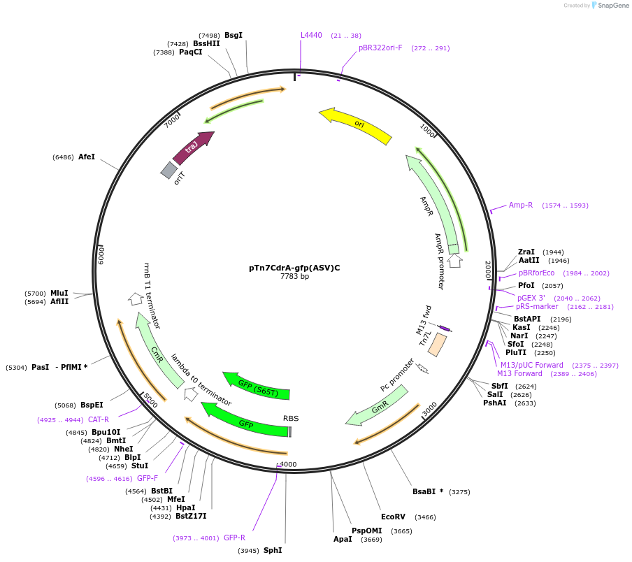 111617-plasmid-map-sequence-id-211919