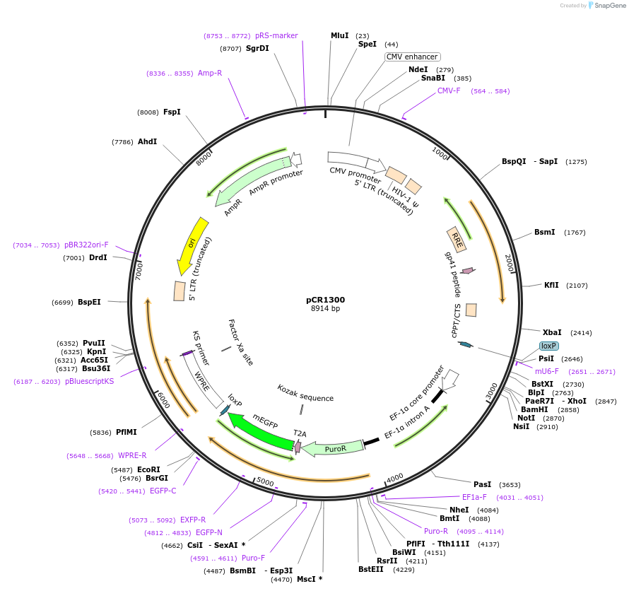 111119-plasmid-map-sequence-id-211922