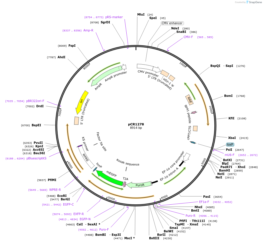 111121-plasmid-map-sequence-id-211924