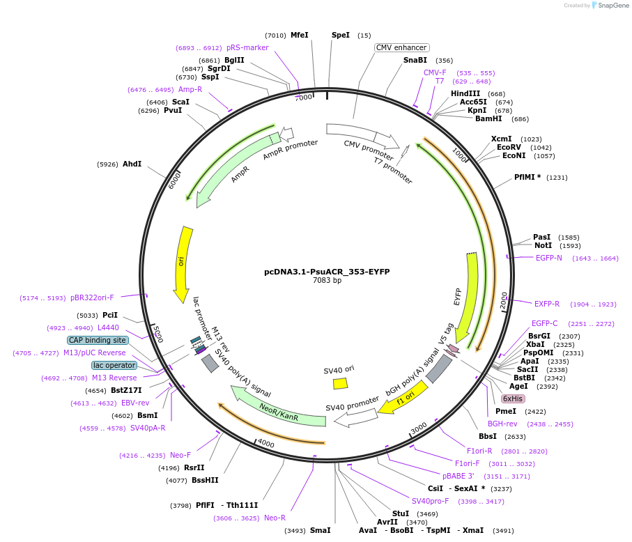 111076-plasmid-map-sequence-id-211930