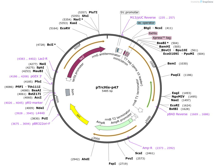 21268-plasmid-map-sequence-id-211936