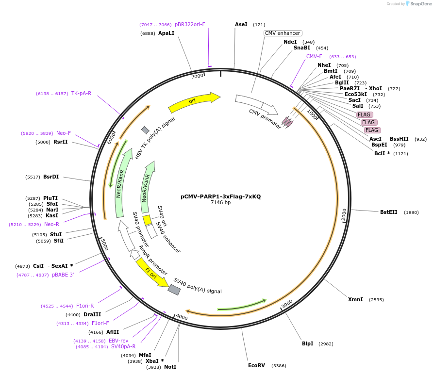 111576-plasmid-map-sequence-id-211938