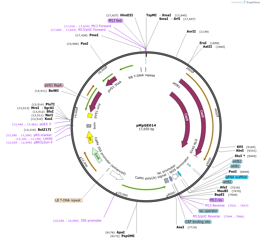 108682-plasmid-map-sequence-id-211943
