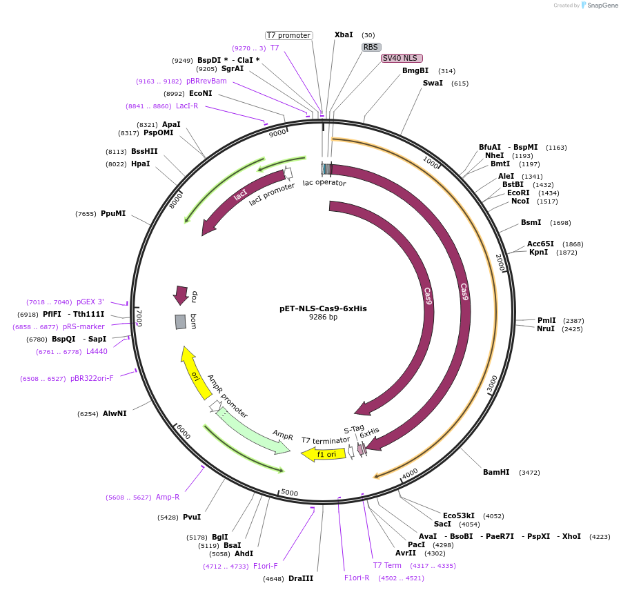 62934-plasmid-map-sequence-id-211944