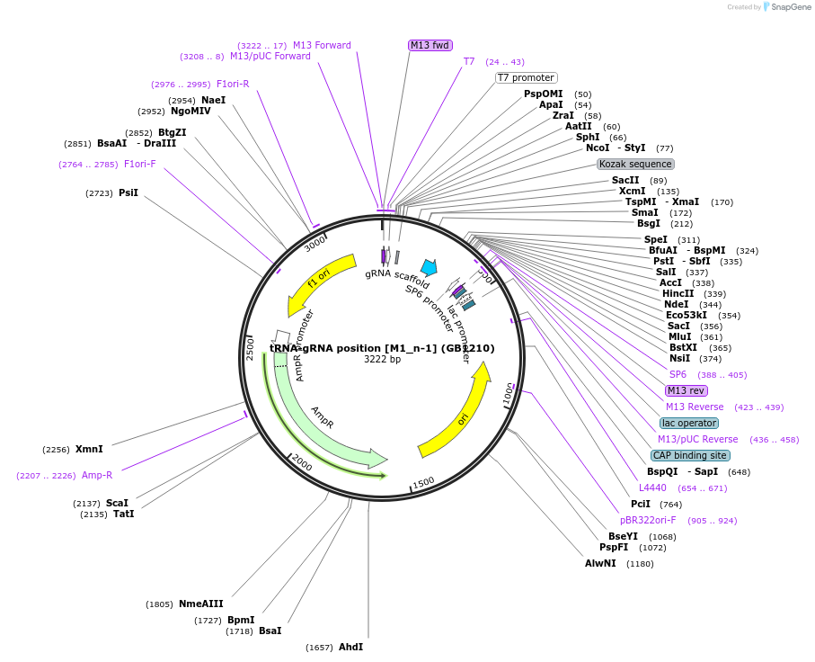 75411-plasmid-map-sequence-id-211947