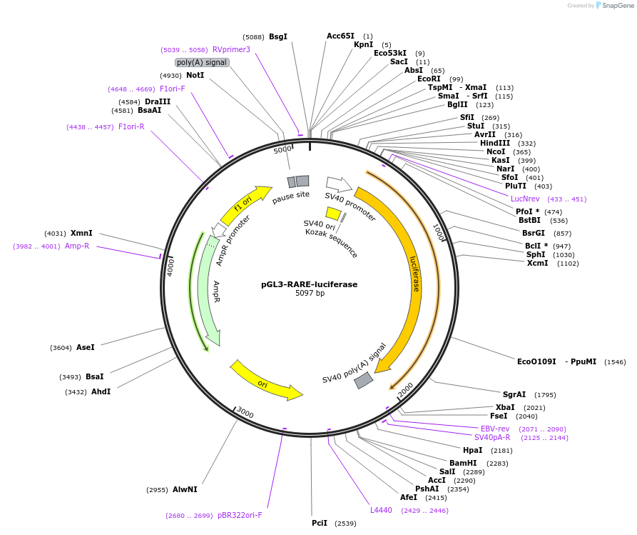 13458-plasmid-map-sequence-id-211949