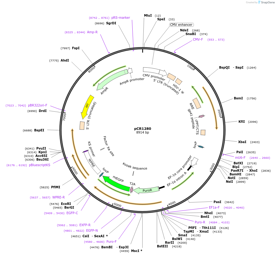 111123-plasmid-map-sequence-id-211951