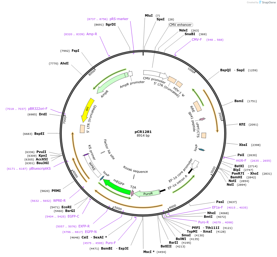 111124-plasmid-map-sequence-id-211953