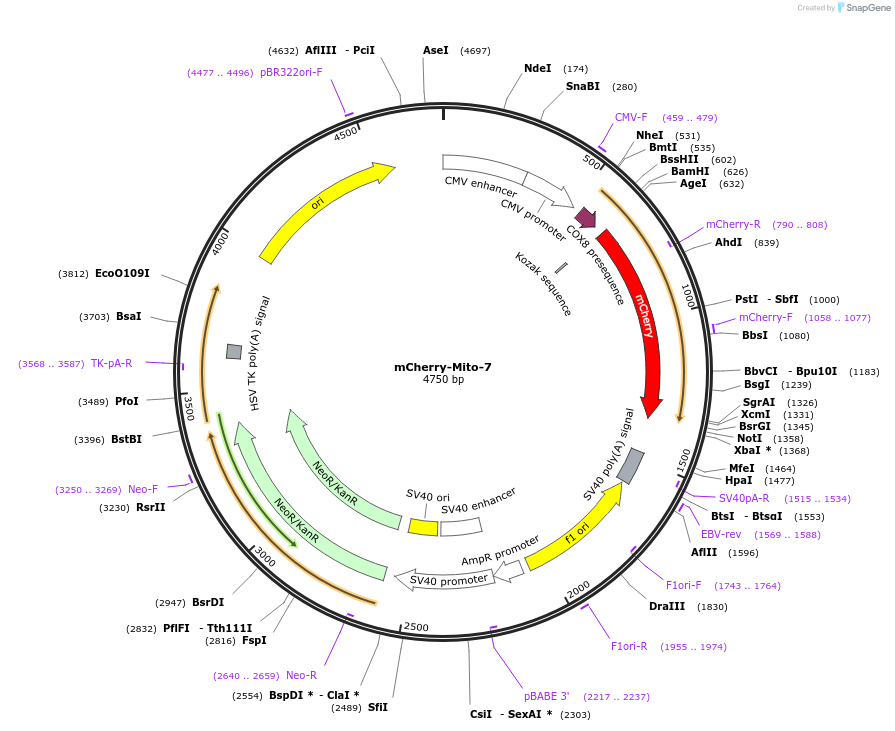55102-plasmid-map-sequence-id-211958
