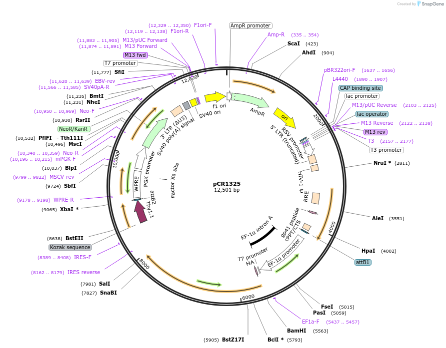 111132-plasmid-map-sequence-id-211962