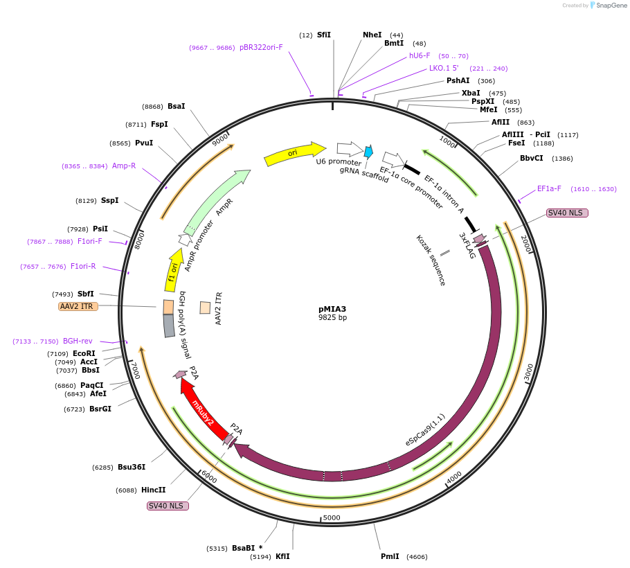 109399-plasmid-map-sequence-id-211963
