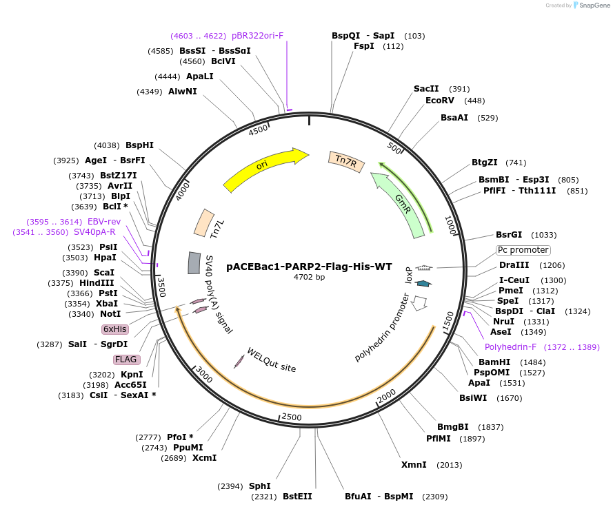 111574-plasmid-map-sequence-id-211964