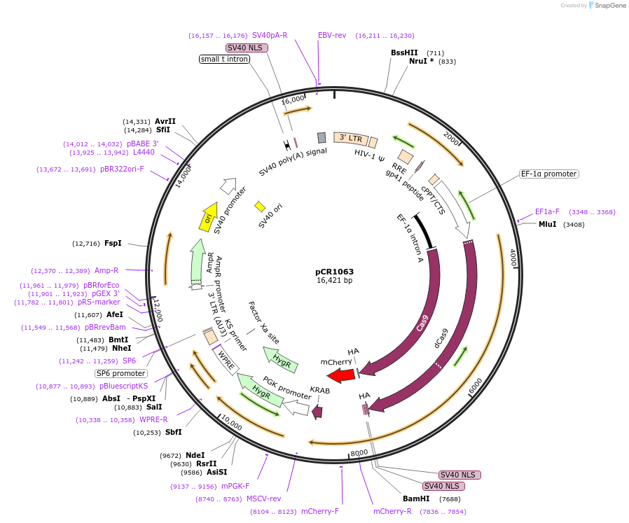 111091-plasmid-map-sequence-id-211980