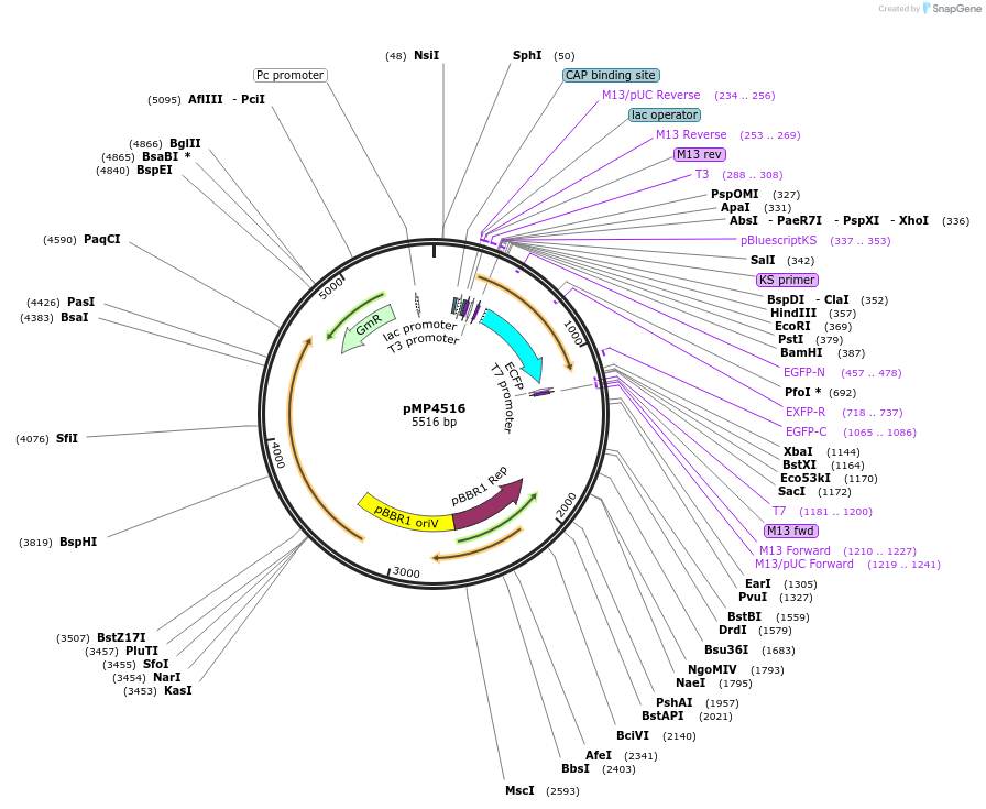 107775-plasmid-map-sequence-id-211988