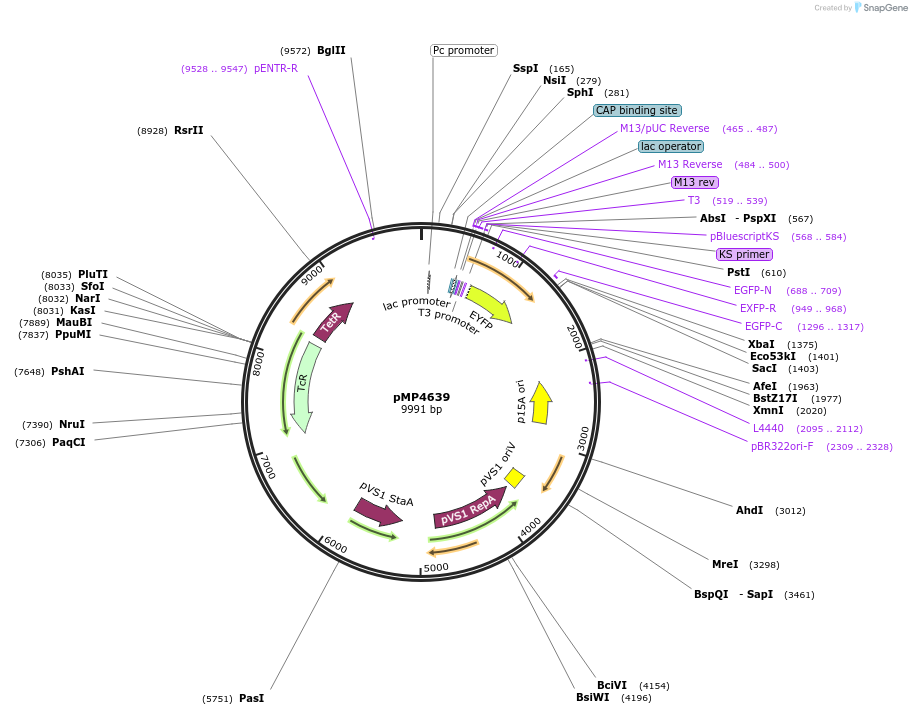 107771-plasmid-map-sequence-id-211989