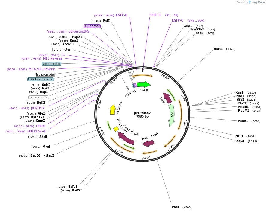 107773-plasmid-map-sequence-id-211990