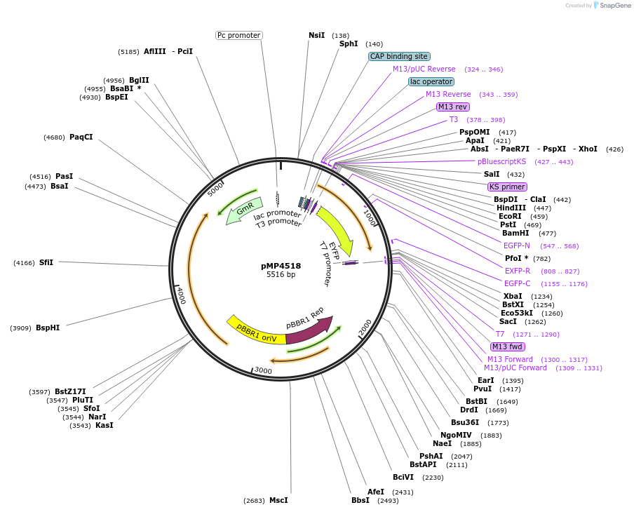 107778-plasmid-map-sequence-id-211994