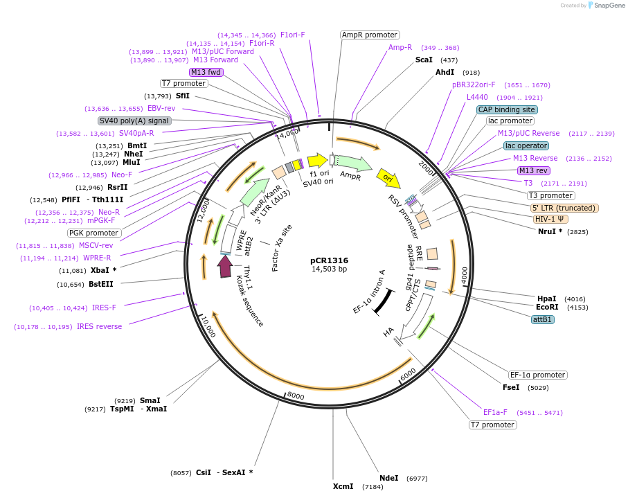 111126-plasmid-map-sequence-id-211999