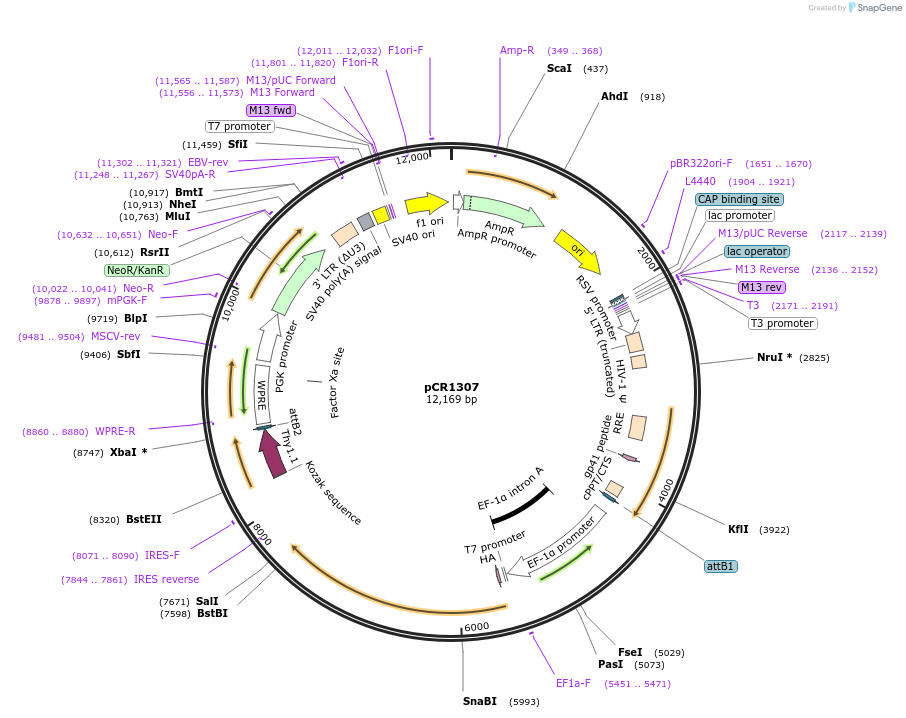 111133-plasmid-map-sequence-id-212078