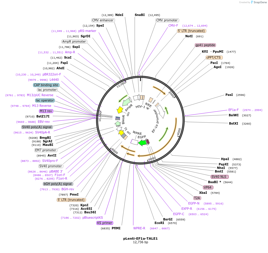 27969-plasmid-map-sequence-id-212079