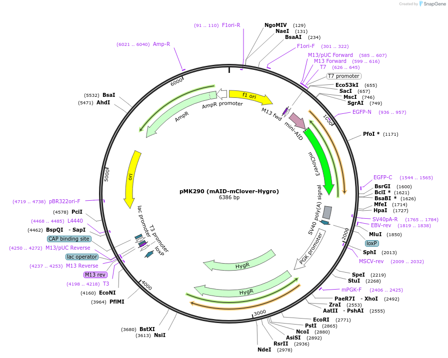 72828-plasmid-map-sequence-id-212089