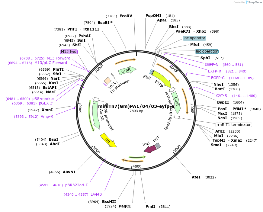 111620-plasmid-map-sequence-id-212090