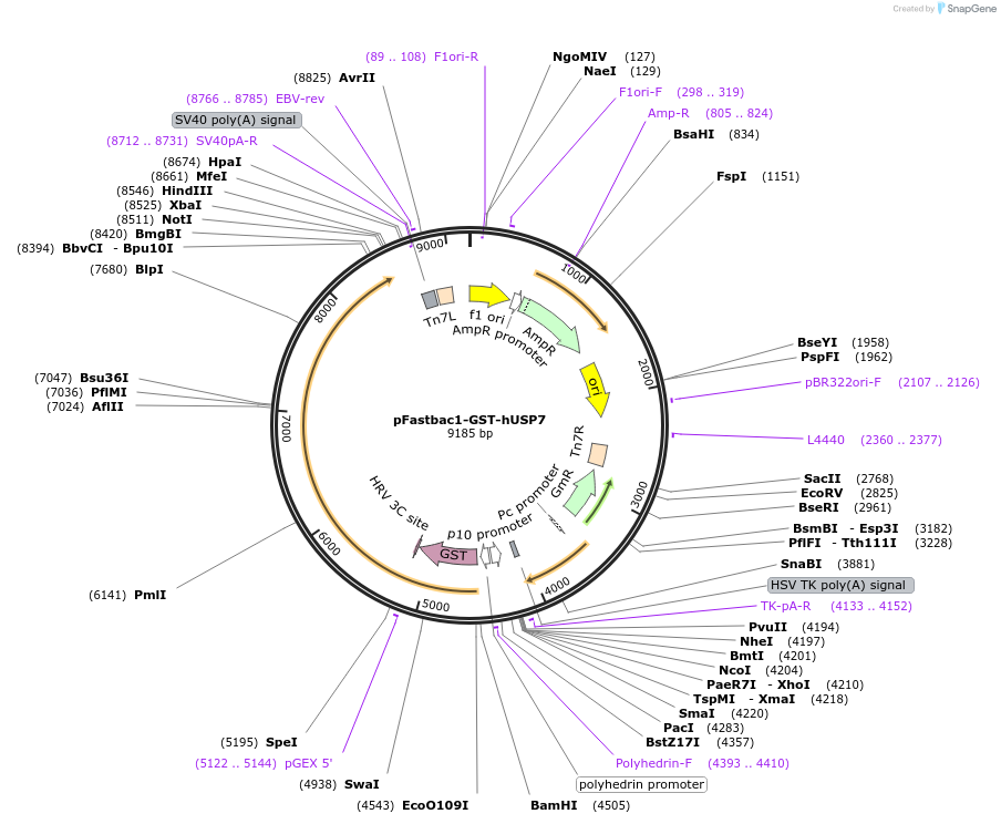 63573-plasmid-map-sequence-id-212098