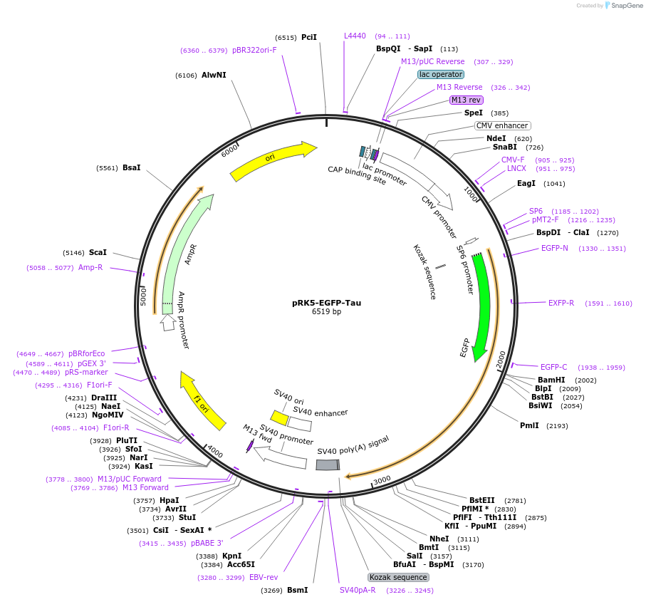 46904-plasmid-map-sequence-id-212099